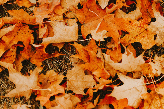 <h1>Our favorite <span style="text-decoration:underline">fall</span> oils</h1>